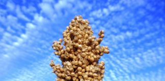 Braunhirse Braunhirse - Titelbild