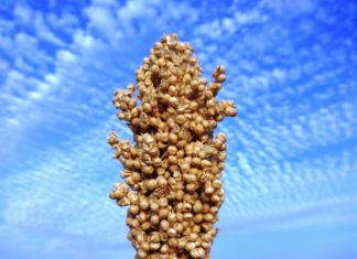 Braunhirse Braunhirse - Titelbild