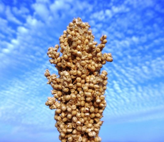 Braunhirse Braunhirse - Titelbild