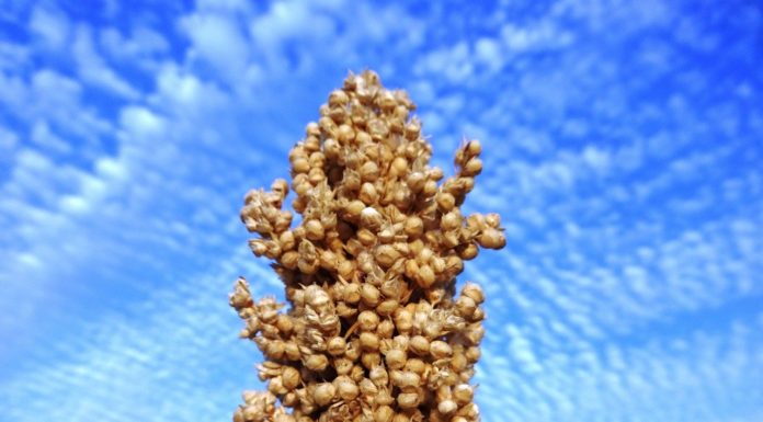 Braunhirse Braunhirse - Titelbild