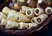 Die Pastinake – vergessene Gemüsesorten (Teil 1) Pastinake - Titelbild