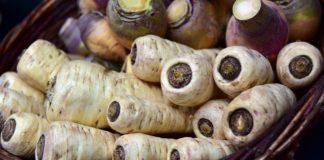 Die Pastinake – vergessene Gemüsesorten (Teil 1) Pastinake - Titelbild