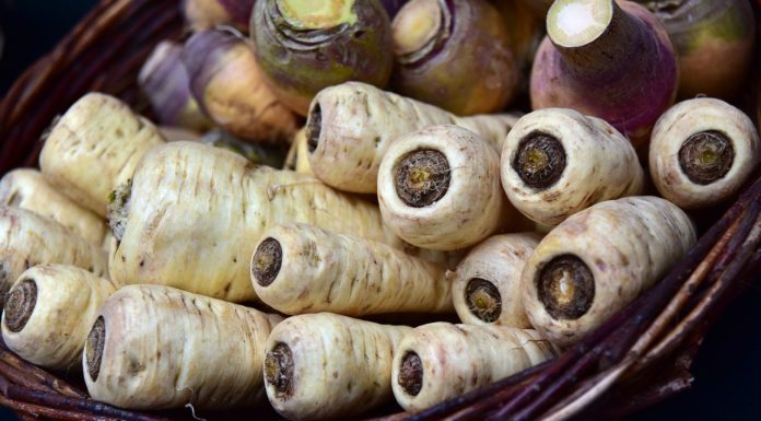 Die Pastinake – vergessene Gemüsesorten (Teil 1) Pastinake - Titelbild