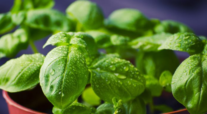 Frische Kräuter durch Eigenanbau! Frische Kräuter durch Eigenanbau - Basilikum