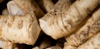 Kren – eine scharfe Sache! Kren saibling scharfe sache