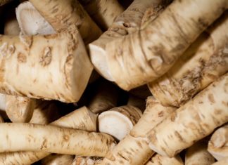 Kren – eine scharfe Sache! Kren saibling scharfe sache