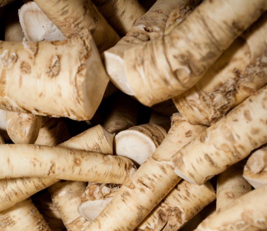 Kren – eine scharfe Sache! Kren saibling scharfe sache