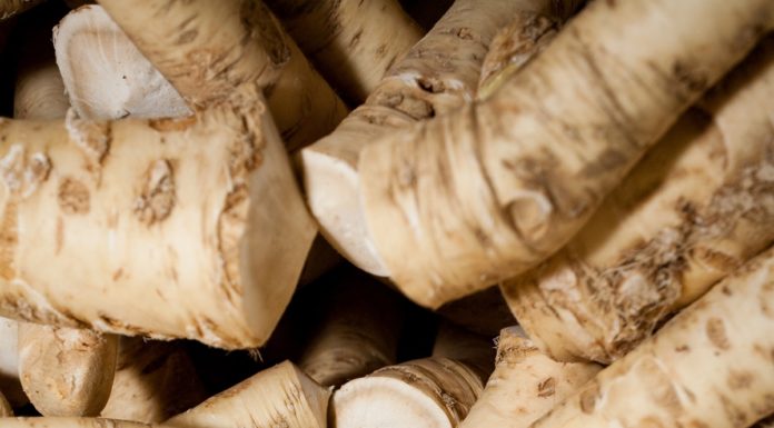 Kren – eine scharfe Sache! Kren saibling scharfe sache