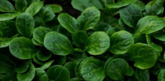 Vogerlsalat – heimisches Wintergemüse Vogerlsalat, heimisches Wintergemüse