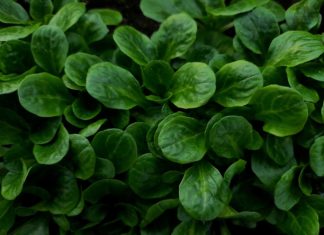 Vogerlsalat – heimisches Wintergemüse Vogerlsalat, heimisches Wintergemüse