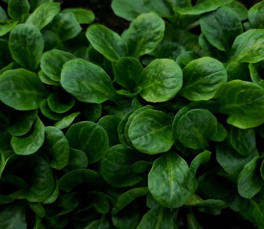 Vogerlsalat – heimisches Wintergemüse Vogerlsalat, heimisches Wintergemüse