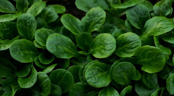 Vogerlsalat – heimisches Wintergemüse Vogerlsalat, heimisches Wintergemüse