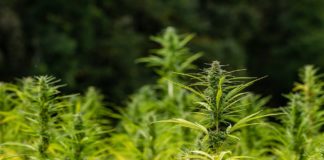 Hanf in der Küche Hanf in der Küche