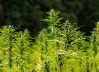 Hanf in der Küche Hanf in der Küche