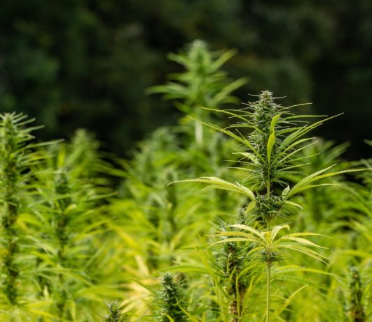 Hanf in der Küche Hanf in der Küche