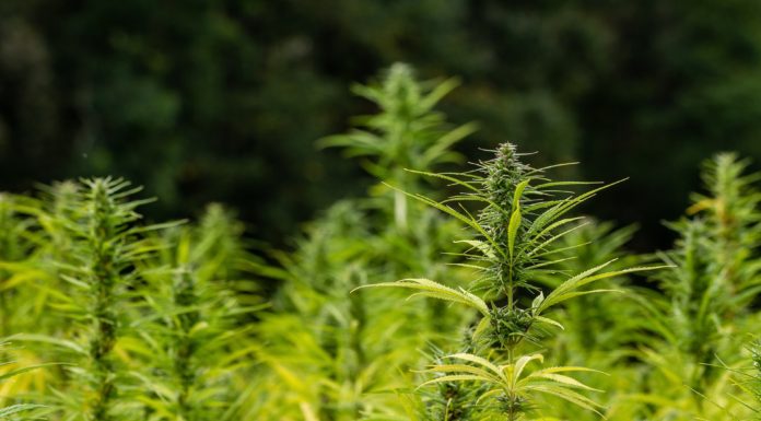 Hanf in der Küche Hanf in der Küche