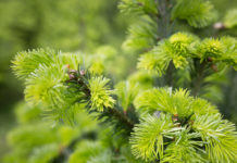 Maiwipferl – balsamisches Waldgrün Maiwipferl, Jungtriebe von der Tanne
