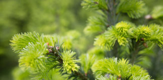 Maiwipferl – balsamisches Waldgrün Maiwipferl, Jungtriebe von der Tanne