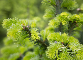 Maiwipferl – balsamisches Waldgrün Maiwipferl, Jungtriebe von der Tanne