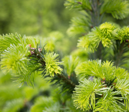 Maiwipferl – balsamisches Waldgrün Maiwipferl, Jungtriebe von der Tanne