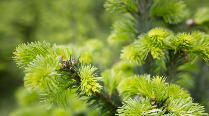 Maiwipferl – balsamisches Waldgrün Maiwipferl, Jungtriebe von der Tanne