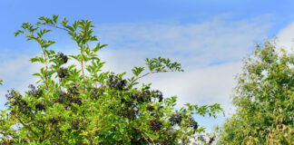 Holunder – Rezepte mit Blüten und Früchten Schwarzer Holunder bringt viel Vitamin C in Holunderrezepte