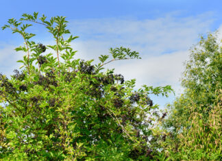 Holunder – Rezepte mit Blüten und Früchten Schwarzer Holunder bringt viel Vitamin C in Holunderrezepte