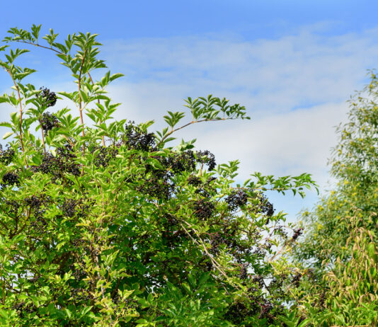 Holunder – Rezepte mit Blüten und Früchten Schwarzer Holunder bringt viel Vitamin C in Holunderrezepte