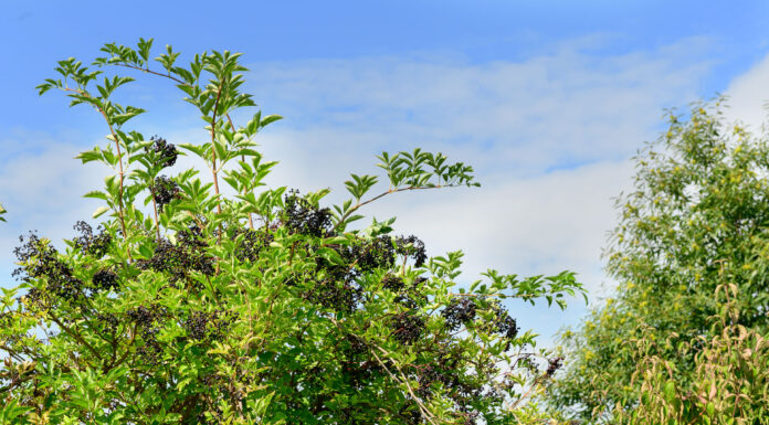 Holunder – Rezepte mit Blüten und Früchten Schwarzer Holunder bringt viel Vitamin C in Holunderrezepte