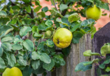 Quitte – spätherbstliche Vitaminbombe Sonnengelbe Quitten