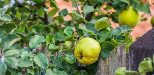 Quitte – spätherbstliche Vitaminbombe Sonnengelbe Quitten