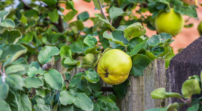 Quitte – spätherbstliche Vitaminbombe Sonnengelbe Quitten