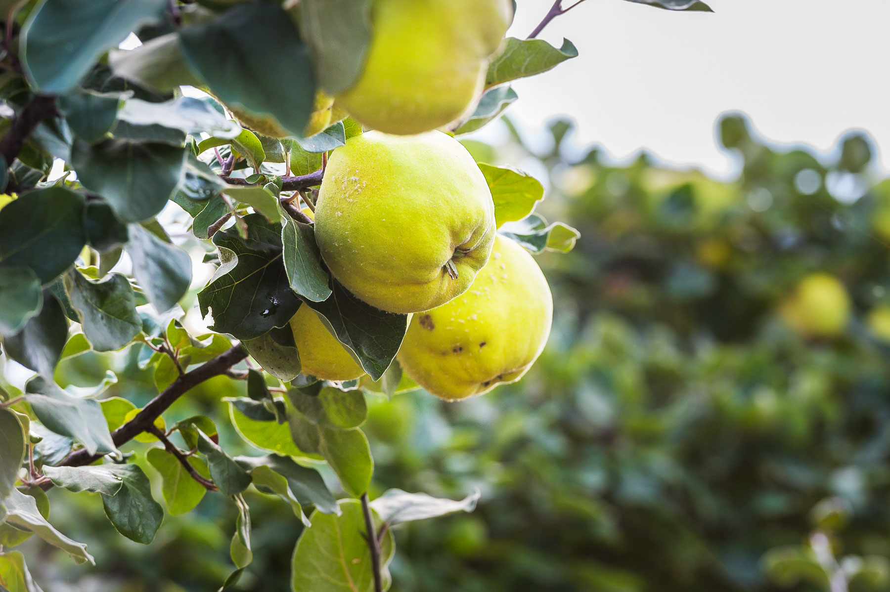 Quitten sind flaumig behaart – nur gegart essen.