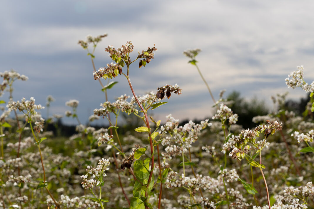Buchweizenfeld (Foto: Sitzwohl)