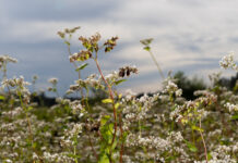 Buchweizen – neu entdecktes Kraftkorn Buchweizenfeld (Foto: Sitzwohl)