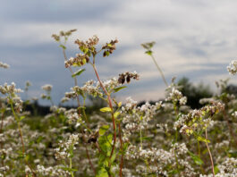 Buchweizen – neu entdecktes Kraftkorn Buchweizenfeld (Foto: Sitzwohl)