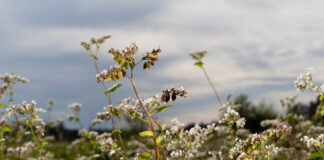 Buchweizen – neu entdecktes Kraftkorn Buchweizenfeld (Foto: Sitzwohl)