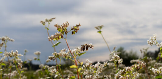 Buchweizen – neu entdecktes Kraftkorn Buchweizenfeld (Foto: Sitzwohl)