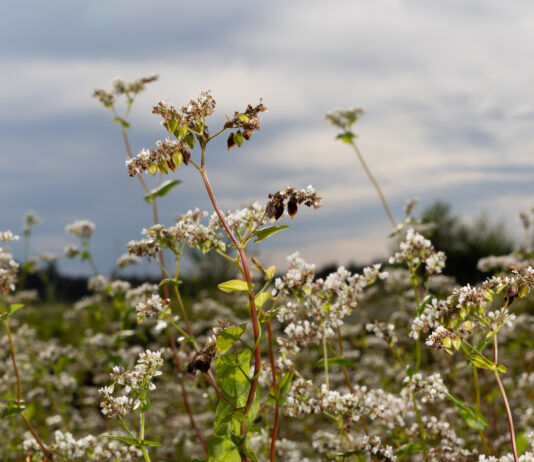 Buchweizen – neu entdecktes Kraftkorn Buchweizenfeld (Foto: Sitzwohl)