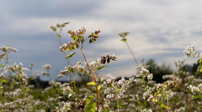 Buchweizen – neu entdecktes Kraftkorn Buchweizenfeld (Foto: Sitzwohl)