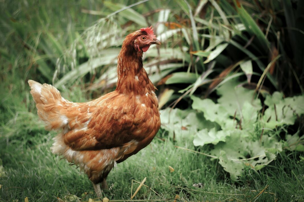 Wissenswertes über Geflügel