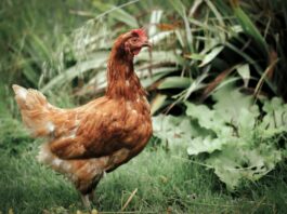 Geflügel – Wissenswertes über Hendl und Co. Wissenswertes über Geflügel