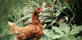 Geflügel – Wissenswertes über Hendl und Co. Wissenswertes über Geflügel