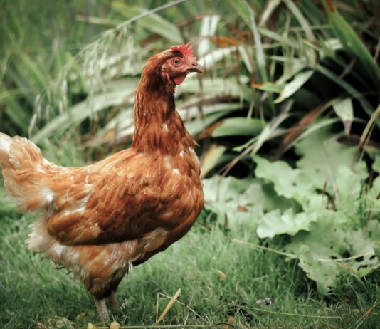 Geflügel – Wissenswertes über Hendl und Co. Wissenswertes über Geflügel