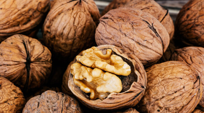 Walnuss – Kraftkorn für unser Gehirn Walnuss, Kraftquelle für das Gehirn