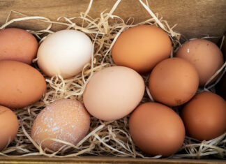 Das Ei – wertvolle Proteinbombe Hühnereier sind echte Eiweißbomben