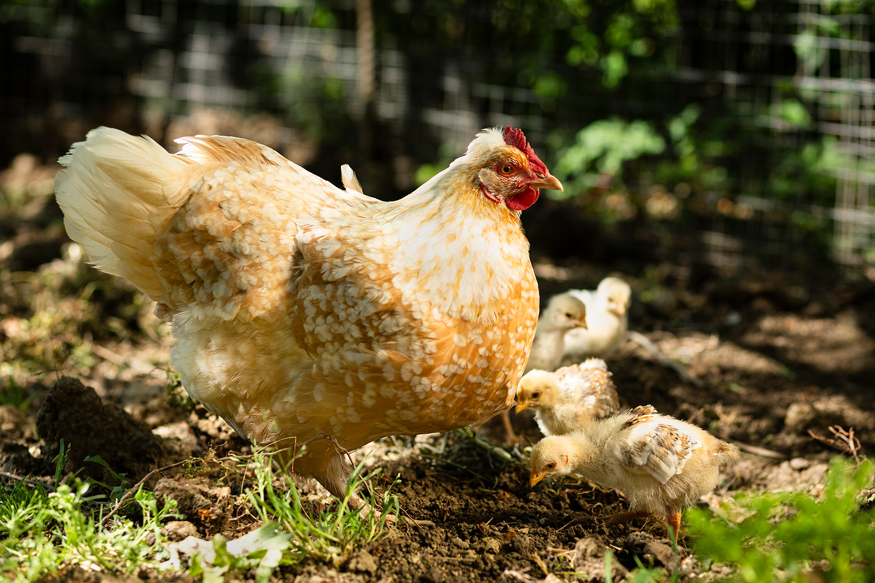 Henne mit Küken in Freilandhaltung. Freilandeier und Bioeier sind zu bevorzugen.