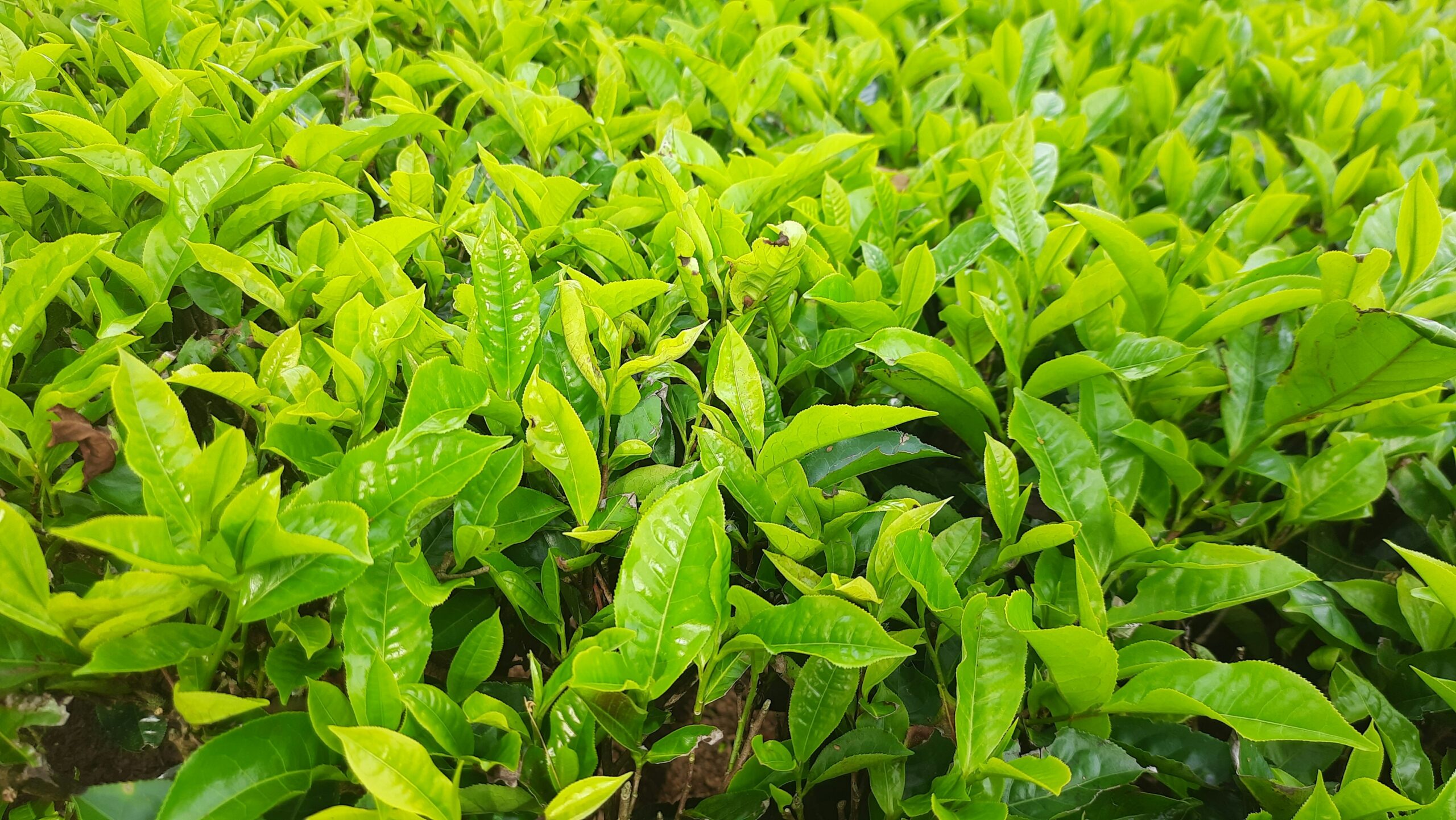 Teepflanzen